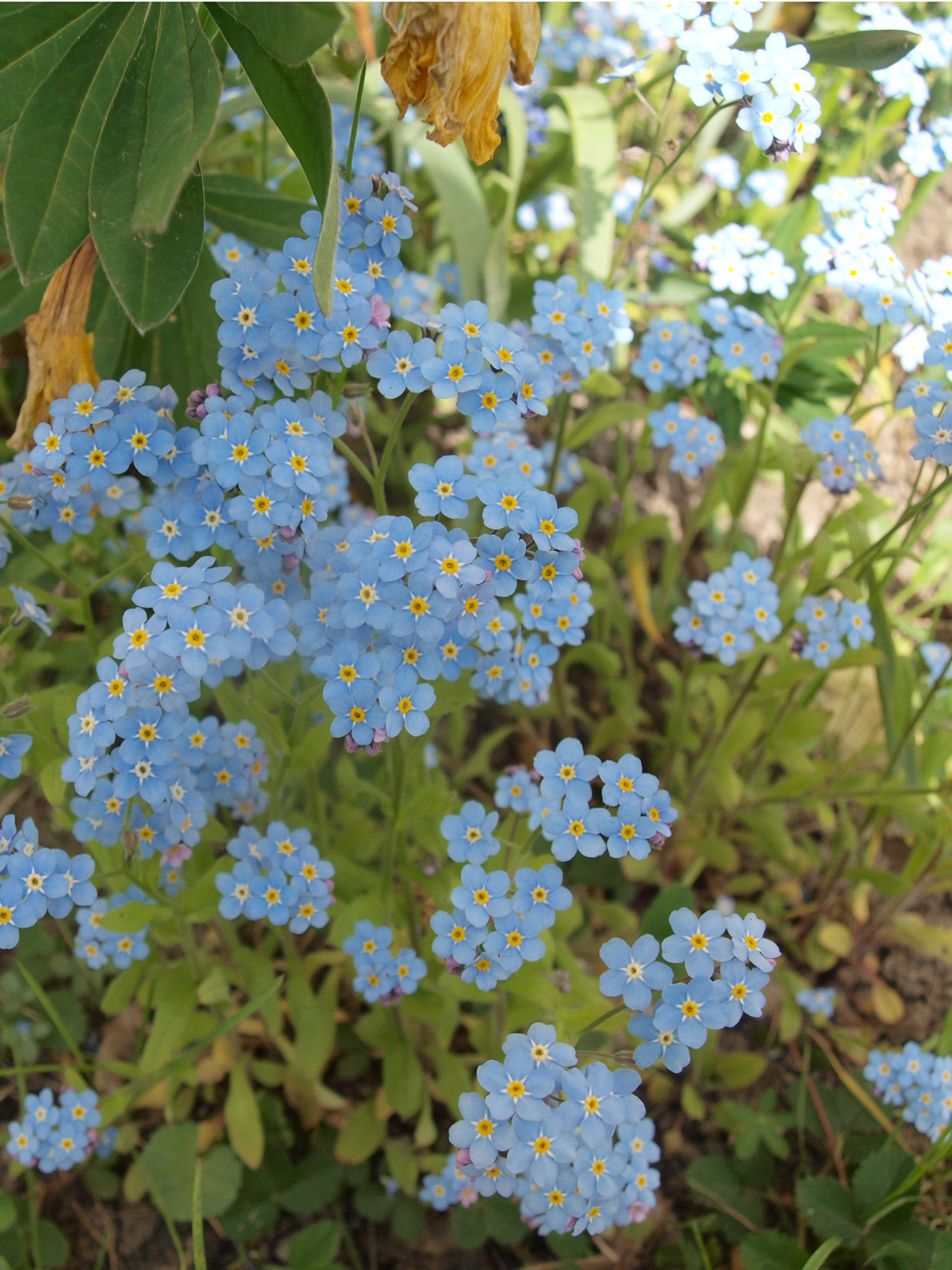 Draped Flowers